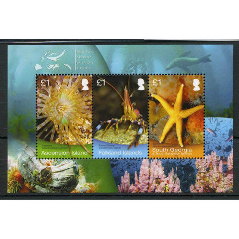 S Georgia 2013 Shallow Marine Life, u/m. SGMS598